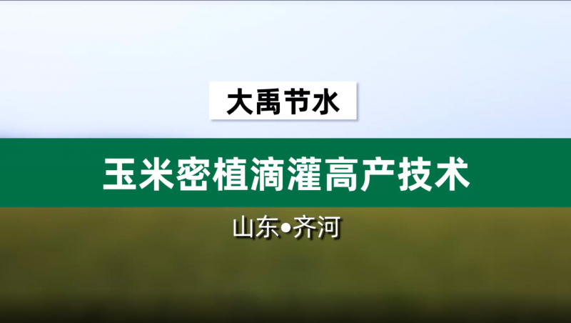 今年会节水玉米密植滴灌高产技术· 山东省齐河县豆腐窝灌区